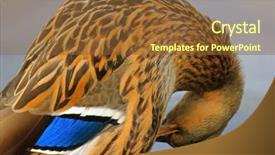  Presentation with subtle blue green - Beautiful theme featuring preen - mottled duck anas fulvigula backdrop and a tawny brown colored foreground