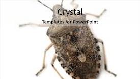  Presentation with shield - PPT layouts having mottled-shield-bug-isolated background and a white colored foreground