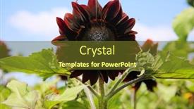  Presentation with sunflower sunflower sunflower sunflower sunflower - Cool new PPT theme with moulin-rouge-sunflowers-growing backdrop and a tawny brown colored foreground