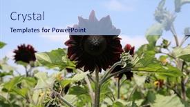  Presentation with algue rouge - Slides enhanced with moulin-rouge-sunflowers-growing background and a sky blue colored foreground