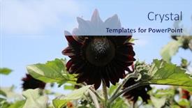  Presentation with sunflower sunflower sunflower sunflower sunflower - PPT theme featuring moulin-rouge-sunflowers-growing background and a sky blue colored foreground