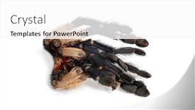  Presentation with peacock - Slide deck having moult-of-a-peacock-tarantula background and a white colored foreground