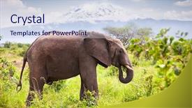  Presentation with snow covered trees and falling - Presentation design with mount kilimanjaro in the background background and a lemonade colored foreground