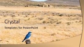  Presentation with nevada - Amazing presentation theme having bluebirds - mountain bluebird sialia currucoides seen backdrop and a lemonade colored foreground