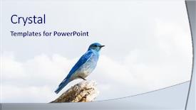  Presentation with nevada - Presentation design with bluebirds - mountain bluebird sialia currucoides seen background and a sky blue colored foreground
