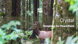  Presentation with colorado - PPT theme featuring mountain-bull-elk-colorado-usa background and a  colored foreground