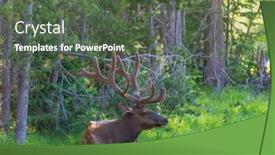  Presentation with colorado - Slide deck consisting of mountain-bull-elk-colorado-usa background and a  colored foreground