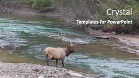  Presentation with colorado - PPT layouts consisting of mountain-bull-elk-colorado-usa background and a  colored foreground