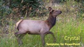  Presentation with colorado - PPT theme having mountain-bull-elk-colorado-usa background and a  colored foreground