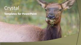  Presentation with colorado - Presentation theme consisting of mountain-bull-elk-colorado-usa background and a coral colored foreground