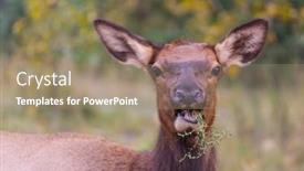  Presentation with colorado - Presentation theme having mountain-bull-elk-colorado-usa background and a coral colored foreground