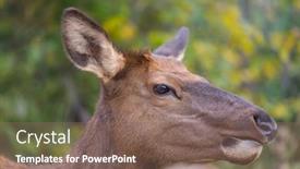  Presentation with colorado - Presentation with mountain-bull-elk-colorado-usa background and a violet colored foreground