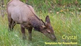  Presentation with colorado - Slide deck enhanced with mountain-bull-elk-colorado-usa background and a tawny brown colored foreground
