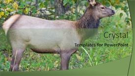  Presentation with colorado - PPT theme having mountain-bull-elk-colorado-usa background and a seafoam green colored foreground