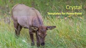  Presentation with colorado - PPT layouts consisting of mountain-bull-elk-colorado-usa background and a tawny brown colored foreground