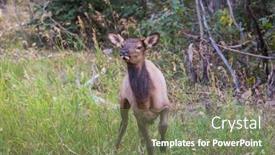  Presentation with colorado - Slide set enhanced with mountain-bull-elk-colorado-usa background and a violet colored foreground