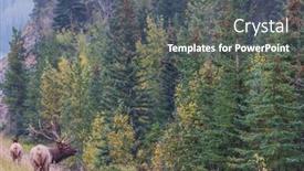  Presentation with colorado - Slide set featuring mountain-bull-elk-colorado-usa background and a dark gray colored foreground