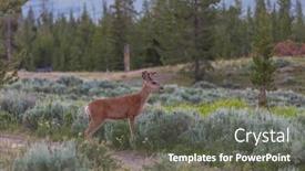  Presentation with colorado - PPT theme having mountain-bull-elk-colorado-usa background and a  colored foreground