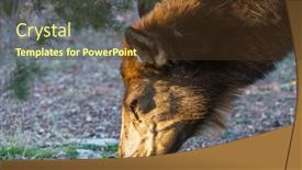  Presentation with colorado - Presentation design featuring mountain-bull-elk-colorado-usa background and a tawny brown colored foreground