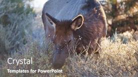  Presentation with colorado - Presentation design with mountain-bull-elk-colorado-usa background and a gray colored foreground