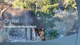  Presentation with colorado - PPT theme featuring mountain-bull-elk-colorado-usa background and a ocean colored foreground