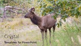  Presentation with colorado - Presentation featuring mountain-bull-elk-colorado-usa background and a mint green colored foreground