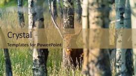  Presentation with wudang mountain - Beautiful PPT theme featuring mountain bull elk in autumn backdrop and a coral colored foreground