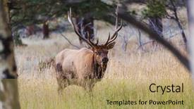  Presentation with forest - Colorful PPT layouts enhanced with mountain bull elk in autumn backdrop and a coral colored foreground