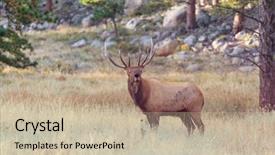  Presentation with forest - PPT theme with mountain bull elk in autumn background and a soft green colored foreground