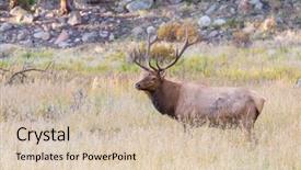  Presentation with forest patches in africa - Theme having mountain bull elk in autumn background and a soft green colored foreground