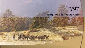  Presentation with forest - Slide set consisting of mountain bull elk in autumn background and a light gray colored foreground