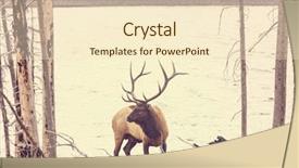  Presentation with yellowstone - PPT layouts consisting of mountain bull elk in autumn background and a lemonade colored foreground