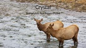  Presentation with forest patches in africa - Colorful PPT layouts enhanced with mountain bull elk in autumn backdrop and a coral colored foreground