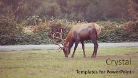  Presentation with mountain - Cool new PPT layouts with mountain-bull-elk-in-autumn backdrop and a coral colored foreground