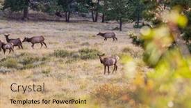  Presentation with colorado - Presentation having mountain-bull-elk-in-autumn background and a coral colored foreground