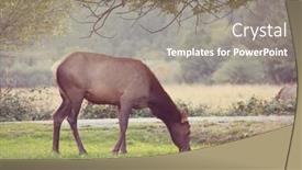  Presentation with colorado - Audience pleasing slides consisting of mountain-bull-elk-in-autumn backdrop and a gray colored foreground