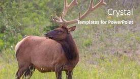  Presentation with mountain - Colorful presentation theme enhanced with mountain-bull-elk-in-autumn backdrop and a gray colored foreground