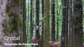  Presentation with colorado - PPT theme featuring mountain-bull-elk-in-colorado background and a  colored foreground