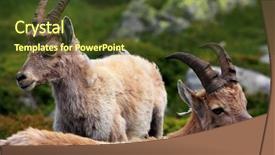  Presentation with railway reservation - PPT theme featuring mountain goat - ibex in aiguilles rouges reservation background and a tawny brown colored foreground
