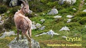  Presentation with natural - Beautiful presentation theme featuring mountain goat - ibex in natural habitat backdrop and a tawny brown colored foreground