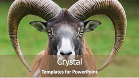  Presentation with mountain - Amazing PPT theme having mountain goat - moufflon portrait backdrop and a coral colored foreground