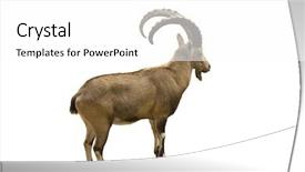  Presentation with frames isolated on white brown - Presentation design having mountain goat - scimitar horned ibex isolated background and a white colored foreground