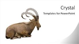  Presentation with octopus on isolated white - Presentation design featuring mountain goat - scimitar horned ibex isolated background and a white colored foreground