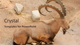  Presentation with camels resting in the desert - Audience pleasing slides consisting of mountain goat - scimitar horned ibex resting backdrop and a coral colored foreground