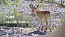  Presentation with cctv camera or surveillance system - Audience pleasing PPT theme consisting of mountain goat - young nubian ibex starring backdrop and a  colored foreground