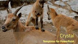  Presentation with zoo - Amazing slides having mountain-goat-family-in-zoo backdrop and a tawny brown colored foreground