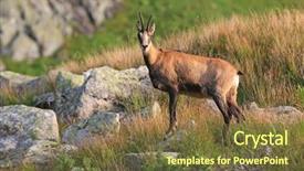  Presentation with pasture - Cool new PPT theme with mountain goat on pasture backdrop and a tawny brown colored foreground