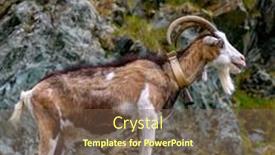  Presentation with alps - Presentation theme enhanced with mountain-goat-with-cowbell-italian background and a violet colored foreground