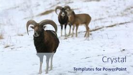  Presentation with pasture - Audience pleasing slide deck consisting of mountain-goats-in-the-pasture backdrop and a sky blue colored foreground