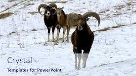  Presentation with pasture - Cool new PPT layouts with mountain-goats-in-the-pasture backdrop and a sky blue colored foreground